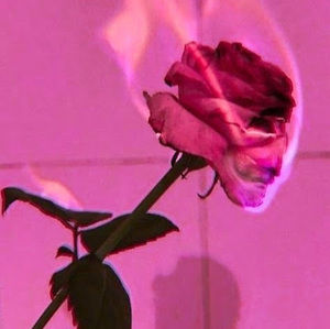 Meet your Posher, Lenise